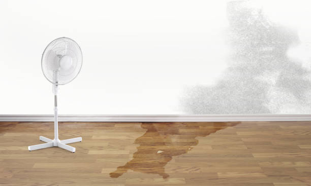 Best Ceiling water damage repair  in Ashwaubenon, WI