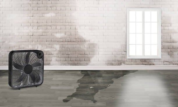Best Basement water damage restoration  in Ashwaubenon, WI