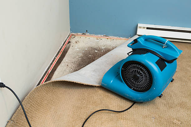 Best Mold removal after water damage  in Ashwaubenon, WI
